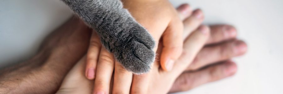 The hands of the family and the furry paw of the cat as a team. Fighting for animal rights, helping animals. BANNER, LONG FORMAT
