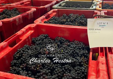 Raisins Vendange 2023 Raisins Vendange 2023