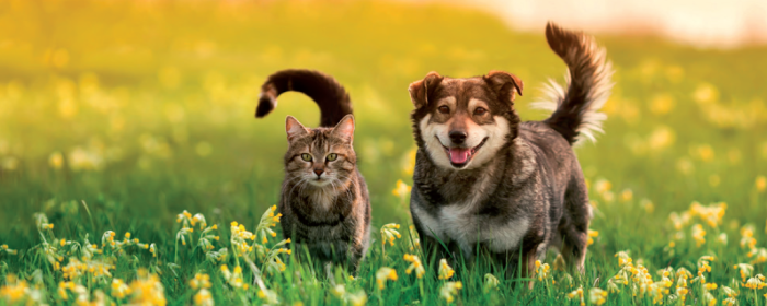 animaux animaux