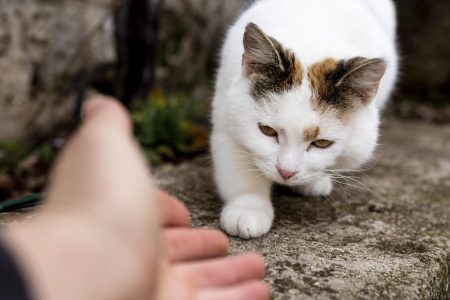 close-up-hand-trying-touch-cat-min