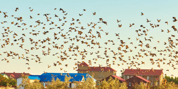 oiseaux 1 oiseaux 1