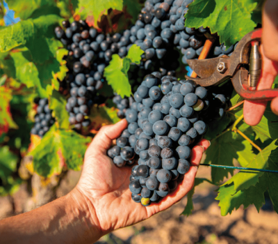 vendanges1-min vendanges1-min